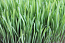 Проращиватель Eschenfelder XL для ростков пшеницы (Витграсс) escken_lotki_03.jpg